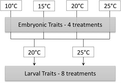 Immediate and Persistent Effects of Temperature on Oxygen Consumption and Thermal Tolerance in Embryos and Larvae of the Baja California Chorus Frog, Pseudacris hypochondriaca